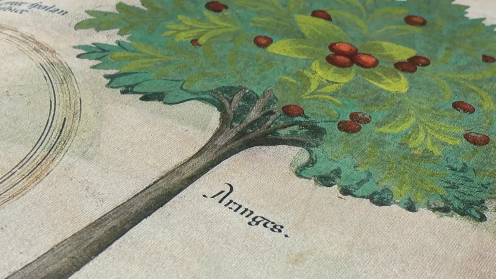 Plantes - Dioscoride absolu