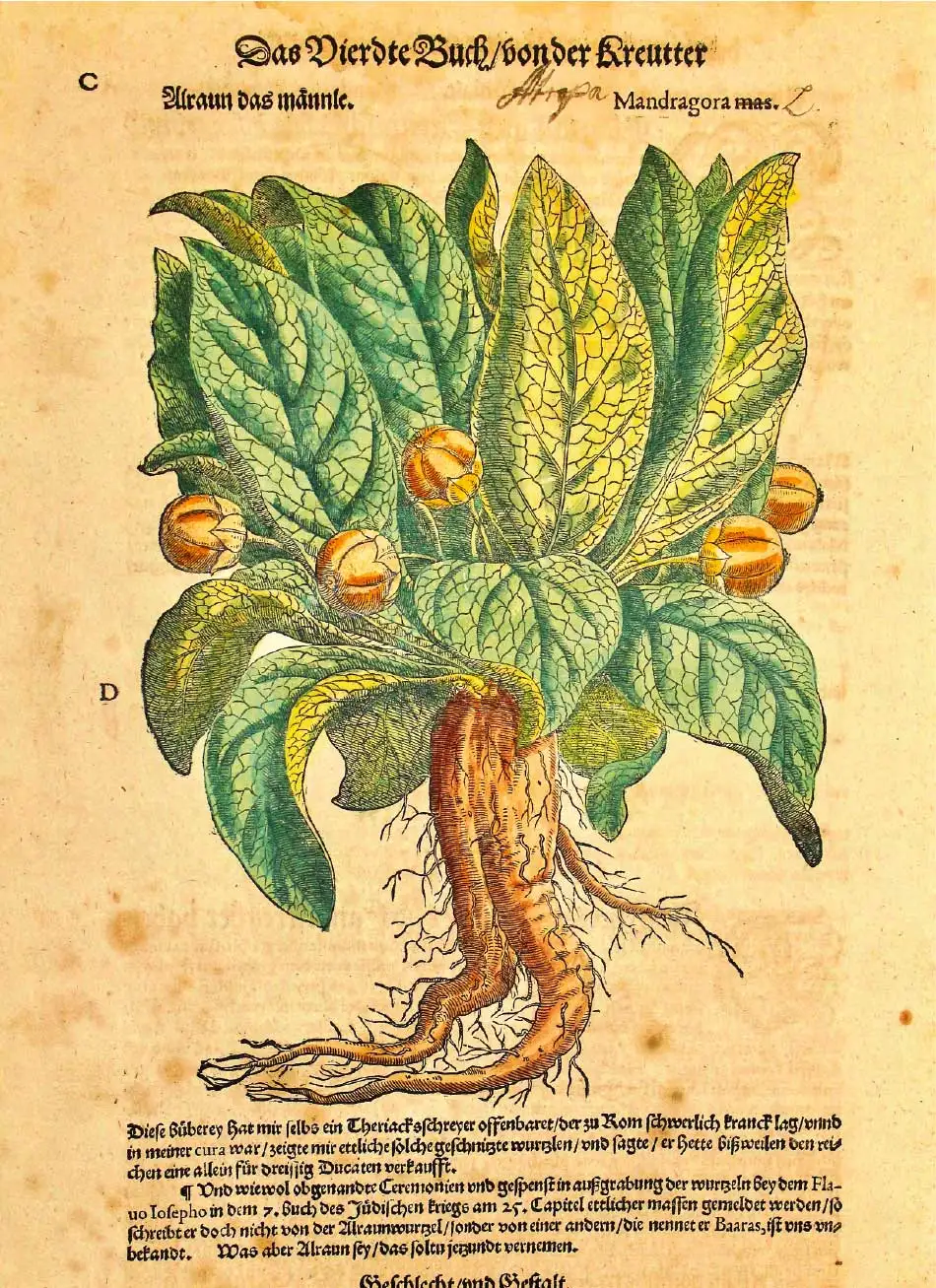 Herbier, Elizabeth Blackwell - Dioscorides absolus