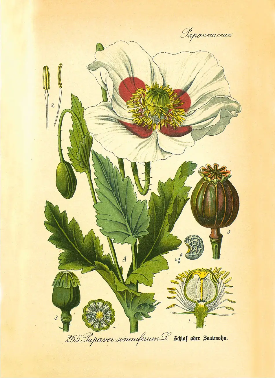 Folio d'une traduction arabe du "De materia medica" - Dioscoride absolu