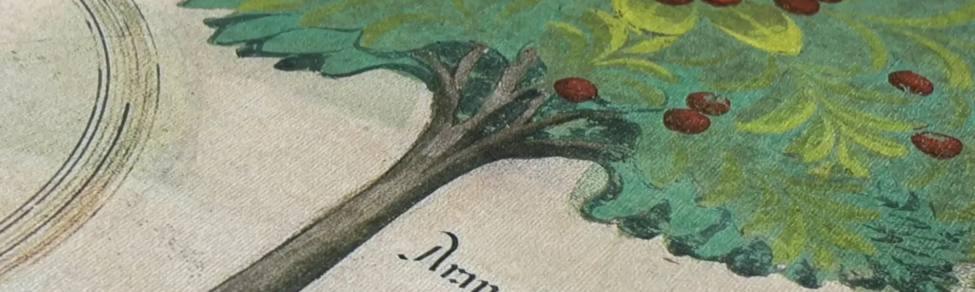 Plantes - Dioscoride absolu