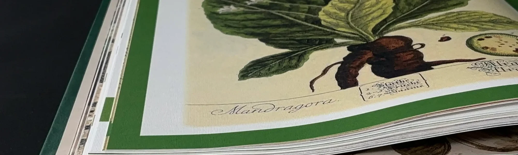 Plantes - Dioscoride absolu