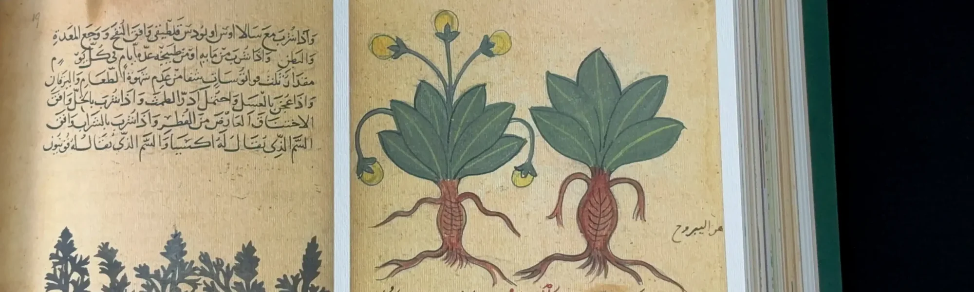 Plantes - Dioscoride absolu
