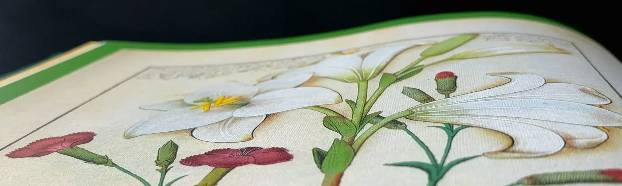 Plantes - Dioscoride absolu